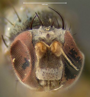 Media type: image;   Entomology 13013 Aspect: head frontal view